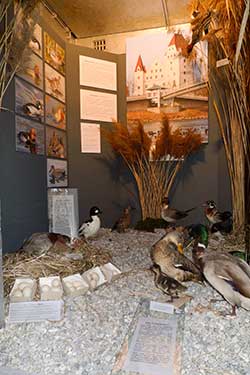 Ausstellungseröffnung „Enten“ im alten Messpegelhaus