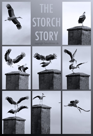 THE STORCH STORY
