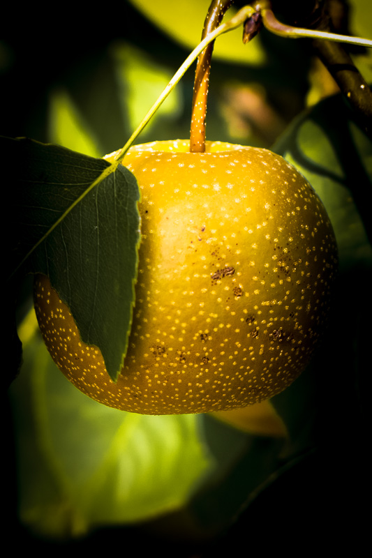 goldener Apfel am Baum