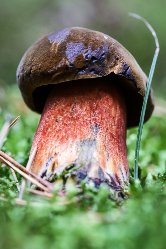 mushroom
