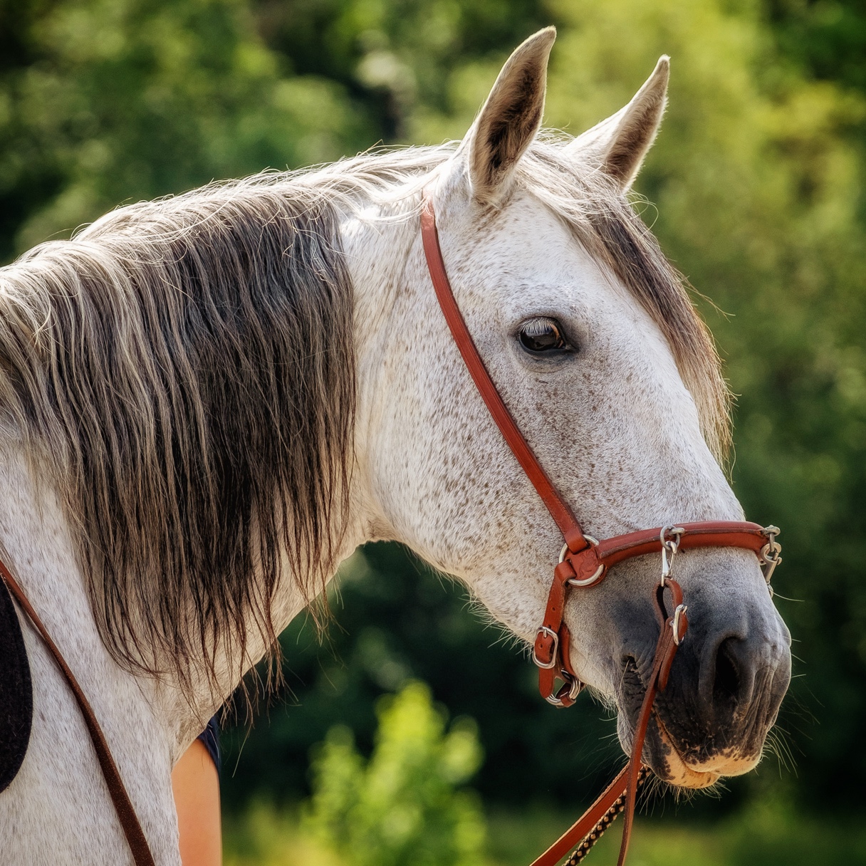 Pferde verstehen und unsere SehGewohnheiten…