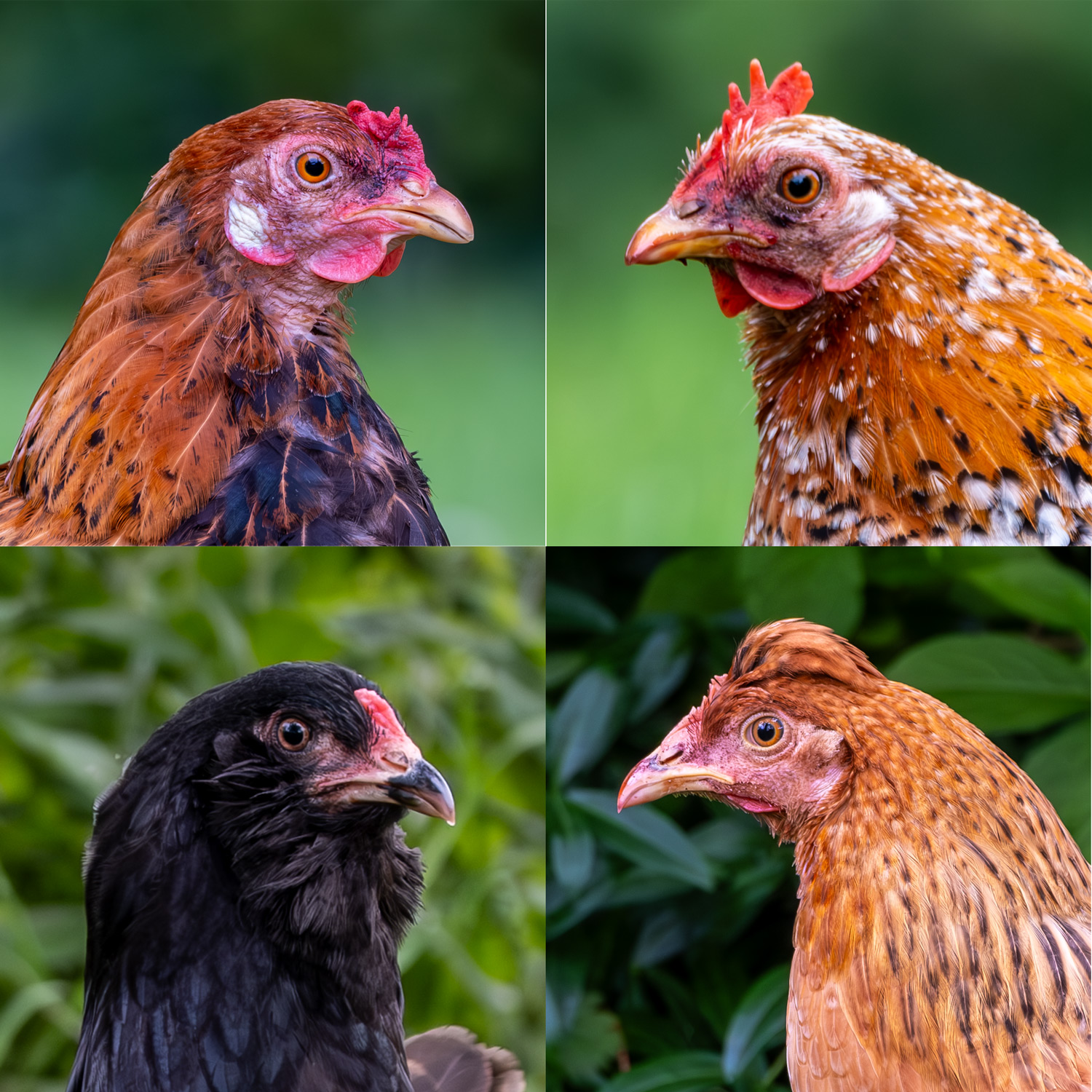 Hühner mit Haltung